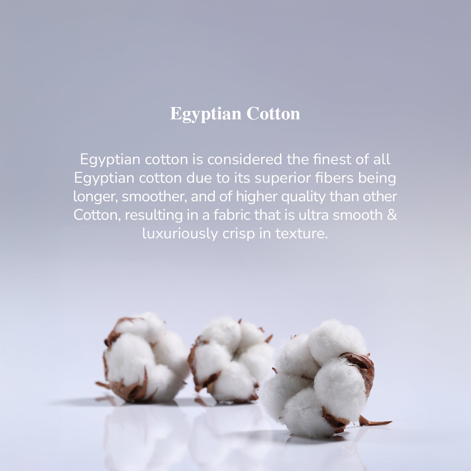 Bellami I HTC Chic Suite I 100% Egyptian Cotton I 1000TC I Bed Set I Pillow Case I Bolster Case - 5 Colours